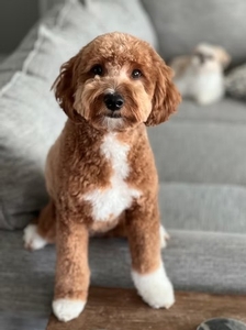 F1B Mini Goldendoodle Tootsie of Pepper & Goose